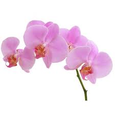 Juliette Dumais Labbé