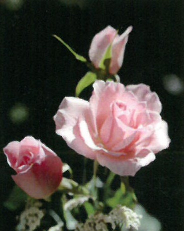 Annabella Alice Gilbert