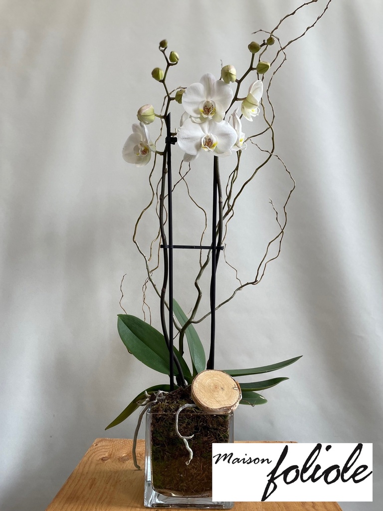 Phaleonopsis dans pot en verre