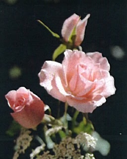 Thérèse St-Pierre