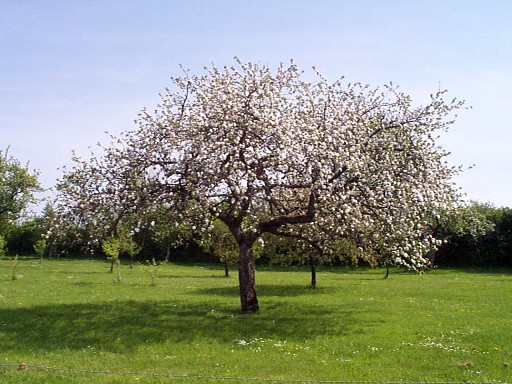 Valérie Brochu (Niquette)