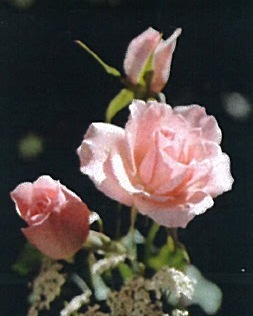 Janet Reeves Stevenson