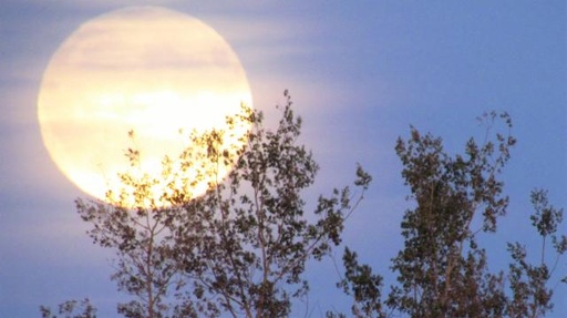 Noëllie Dandonneau Morin