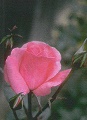 Betty Ann Barter