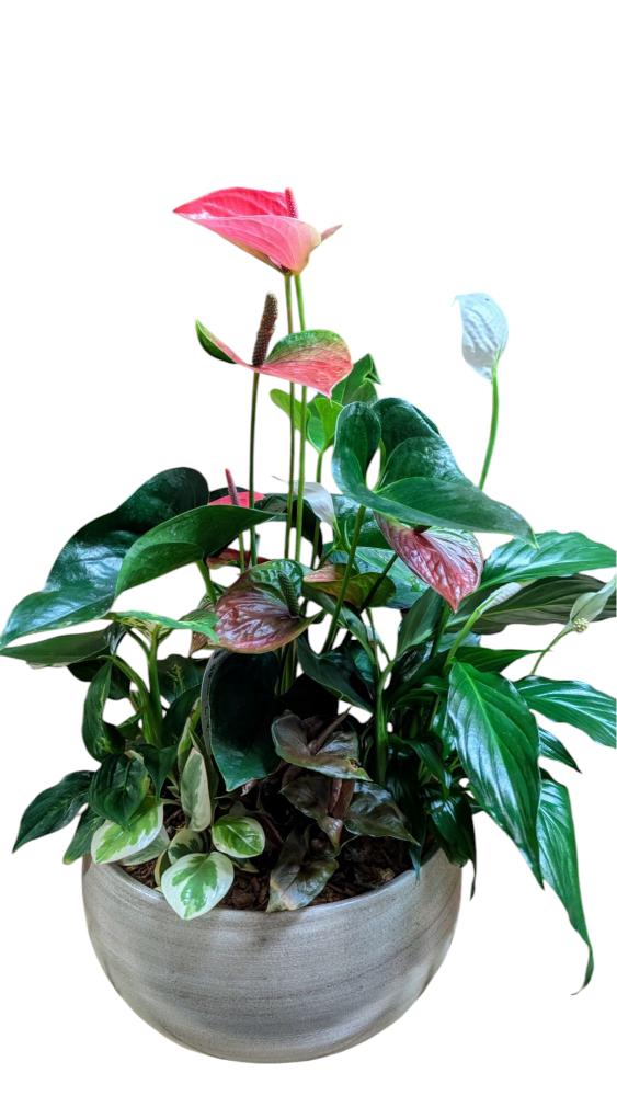 Jardin prestige