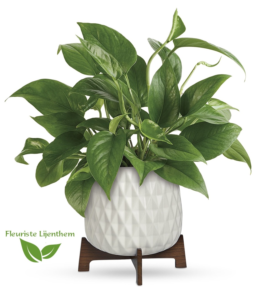 Pothos luxuriant