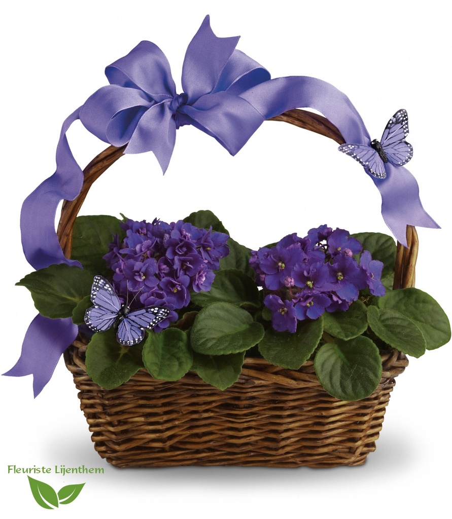 Violettes et papillons