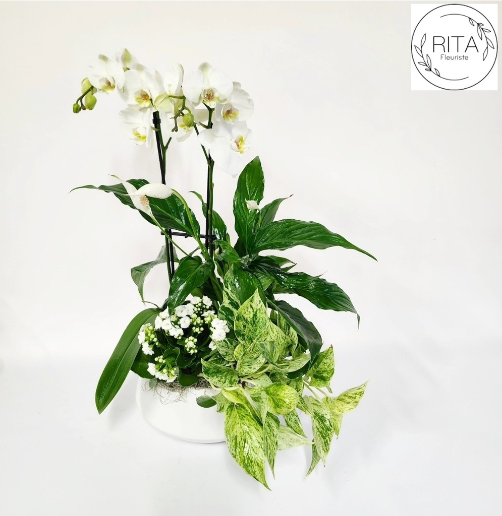 L'orchidée et sa verdure