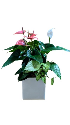 Paix tropicale