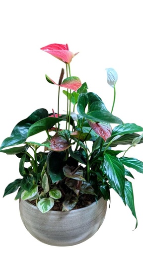 Jardin prestige