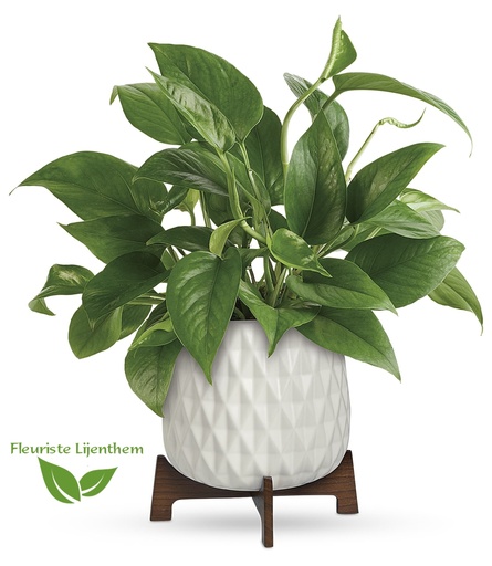 Pothos luxuriant