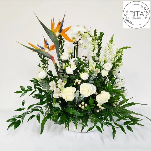 Les oiseaux et l'orchidée blanche