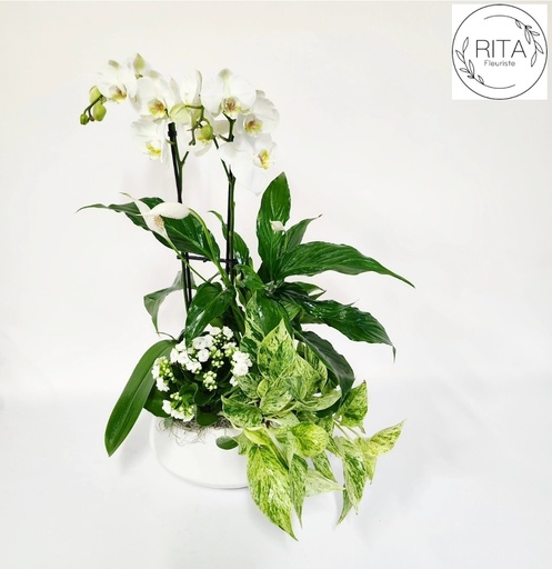 L'orchidée et sa verdure